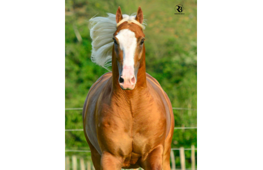 ORO DEL TORO HLC
